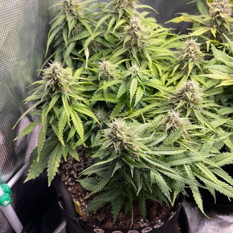Pineapple 1 growlog timeline photo