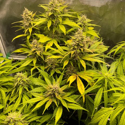 Gelato 1 growlog timeline photo