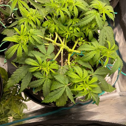OG Jack (April 2022) growlog timeline photo