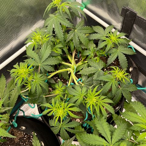 Pineapple X (April 2022) growlog timeline photo