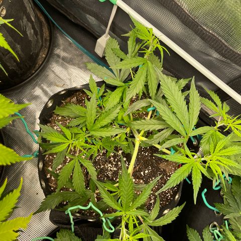 Love Potion (April 2022) growlog timeline photo