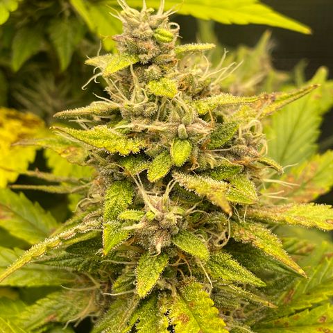 Gelato 1 growlog timeline photo