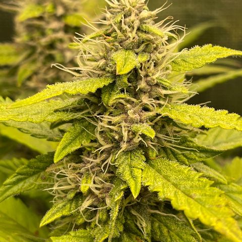 Gelato 1 growlog timeline photo