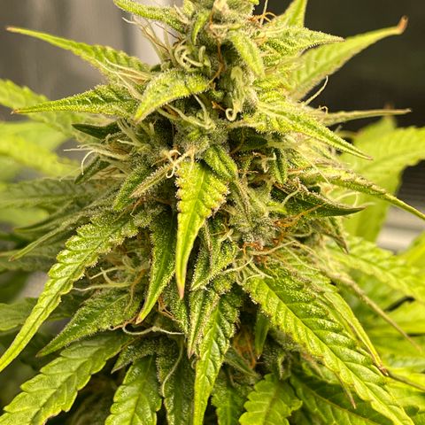 Pineapple 1 growlog timeline photo