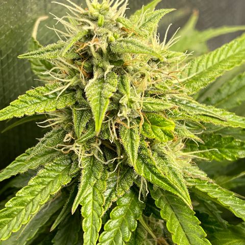 Pineapple 1 growlog timeline photo