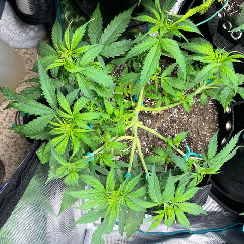 OG Jack (April 2022) growlog timeline photo