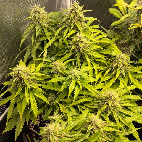 Pineapple 1 growlog timeline photo