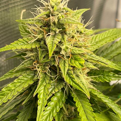 Pineapple 1 growlog timeline photo