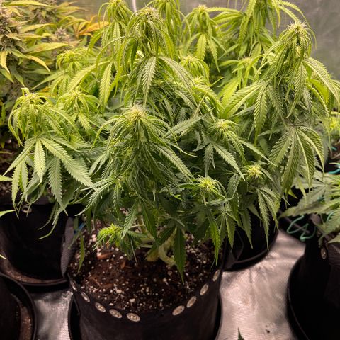 Blue Diesel 1 growlog timeline photo