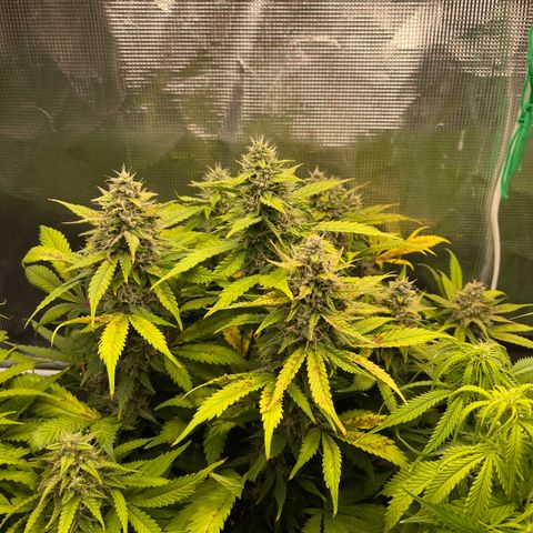 Gelato 1 growlog timeline photo