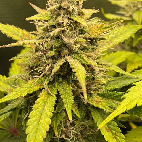 Gelato 1 growlog timeline photo