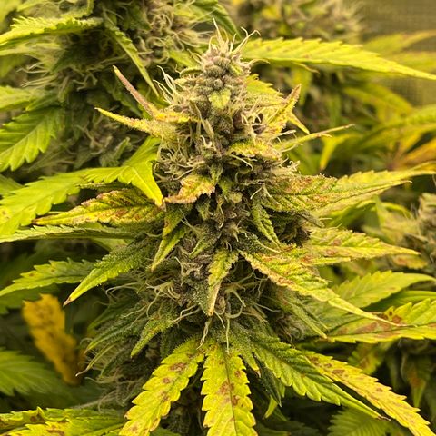 Gelato 1 growlog timeline photo