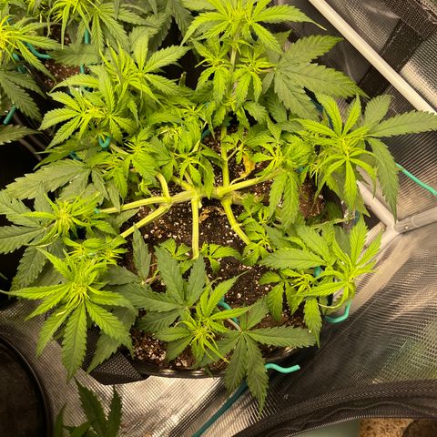 OG Jack (April 2022) growlog timeline photo