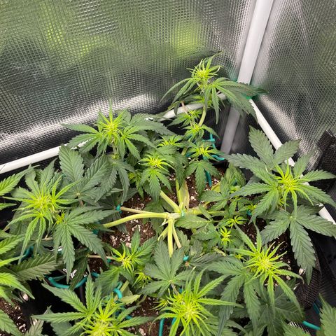 Pineapple X (April 2022) growlog timeline photo