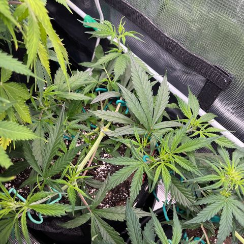Love Potion (April 2022) growlog timeline photo
