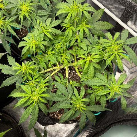 OG Jack (April 2022) growlog timeline photo