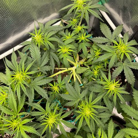 Pineapple X (April 2022) growlog timeline photo