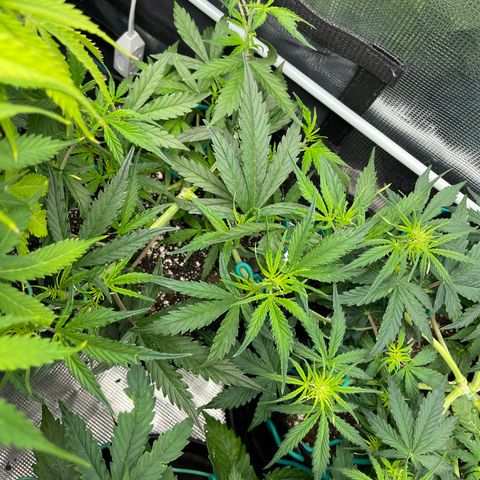 Love Potion (April 2022) growlog timeline photo