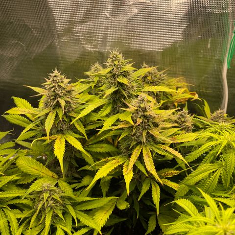 Gelato 1 growlog timeline photo