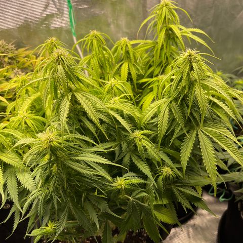 Blue Diesel 1 growlog timeline photo