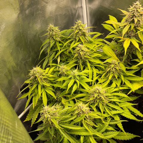Pineapple 1 growlog timeline photo