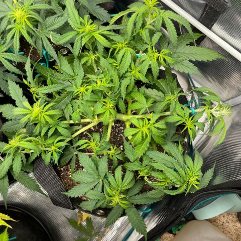 OG Jack (April 2022) growlog timeline photo