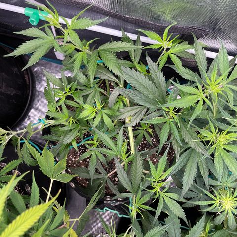 Love Potion (April 2022) growlog timeline photo