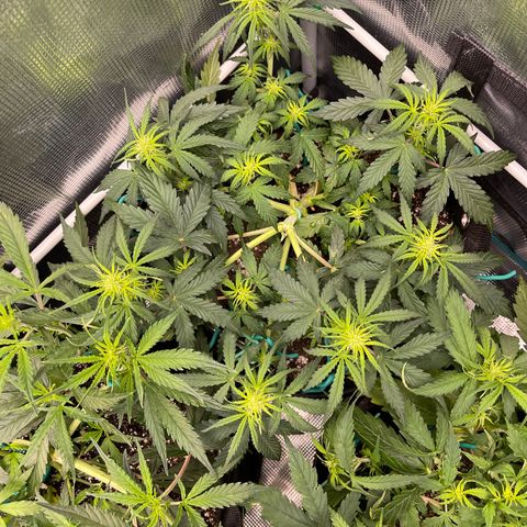 Pineapple X (April 2022) growlog timeline photo