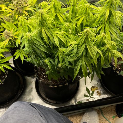 Blue Diesel 1 growlog timeline photo