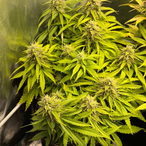 Pineapple 1 growlog timeline photo