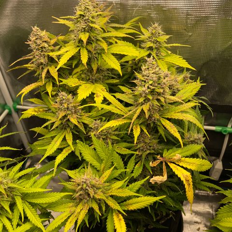 Gelato 1 growlog timeline photo