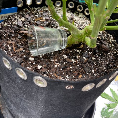 Blue Diesel 1 growlog photo: Stalk