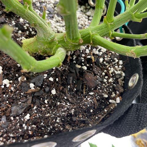 Blue Diesel 1 growlog photo: Stalk