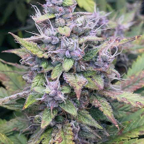 Gelato 1 growlog timeline photo