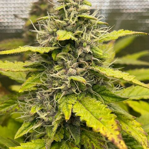 Gelato 1 growlog timeline photo