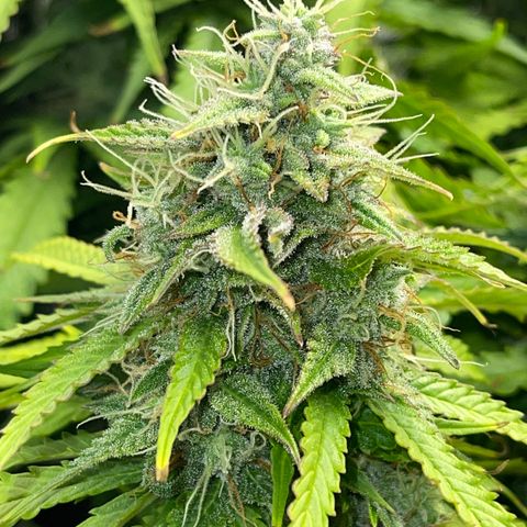 Pineapple 1 growlog timeline photo
