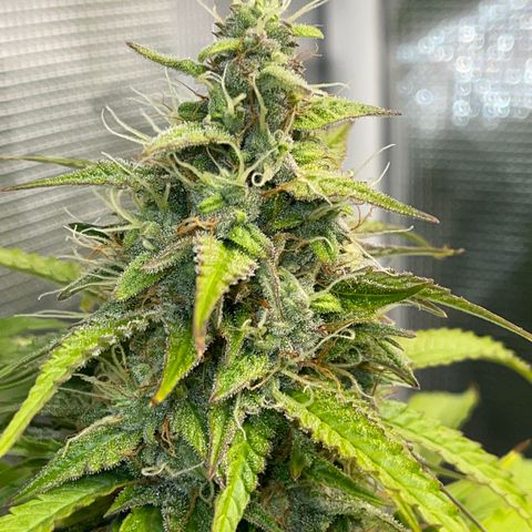Pineapple 1 growlog timeline photo