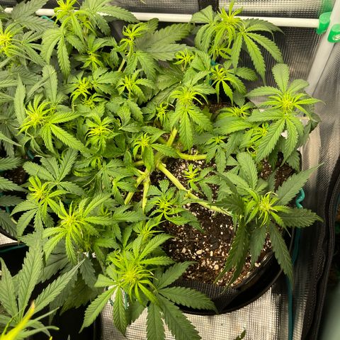 OG Jack (April 2022) growlog timeline photo