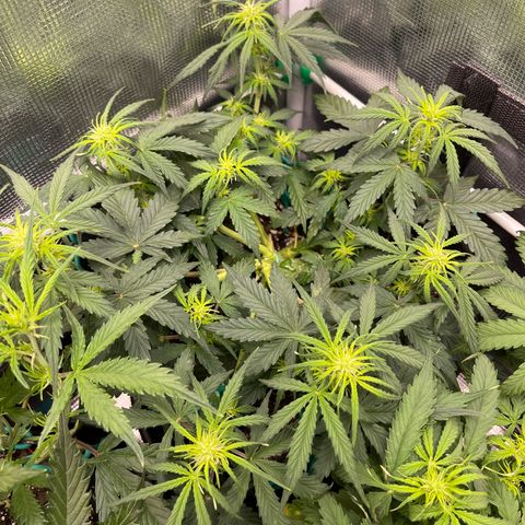 Pineapple X (April 2022) growlog timeline photo