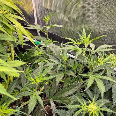 Love Potion (April 2022) growlog timeline photo