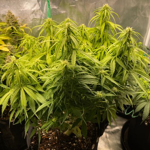 Blue Diesel 1 growlog timeline photo