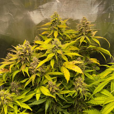 Gelato 1 growlog timeline photo
