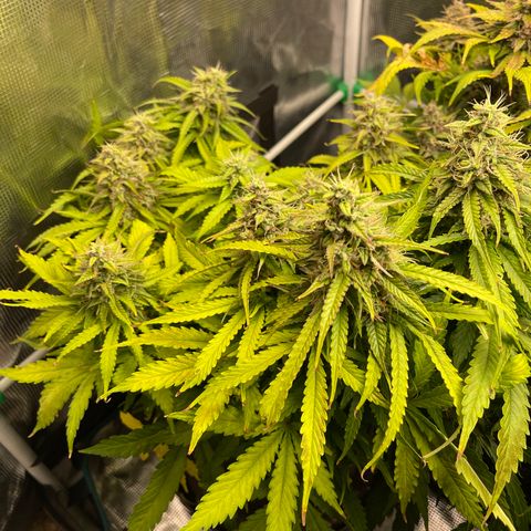 Pineapple 1 growlog timeline photo