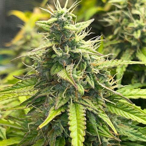 Pineapple 1 growlog timeline photo