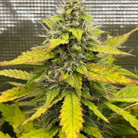 Gelato 1 growlog timeline photo