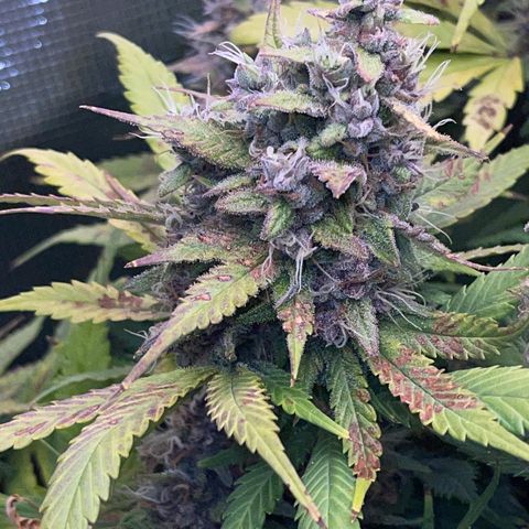 Gelato 1 growlog timeline photo