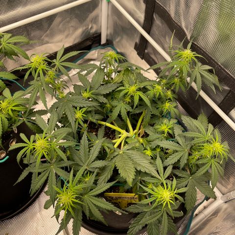 Pineapple X (April 2022) growlog timeline photo