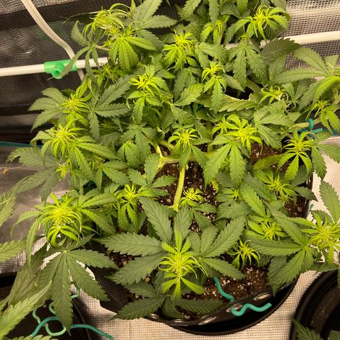 OG Jack (April 2022) growlog timeline photo