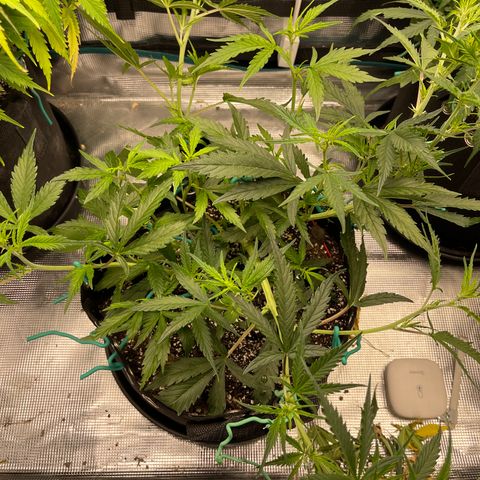 Love Potion (April 2022) growlog timeline photo