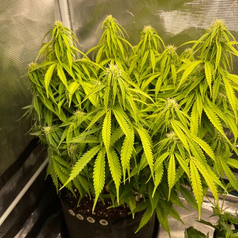 Blue Diesel 1 growlog timeline photo